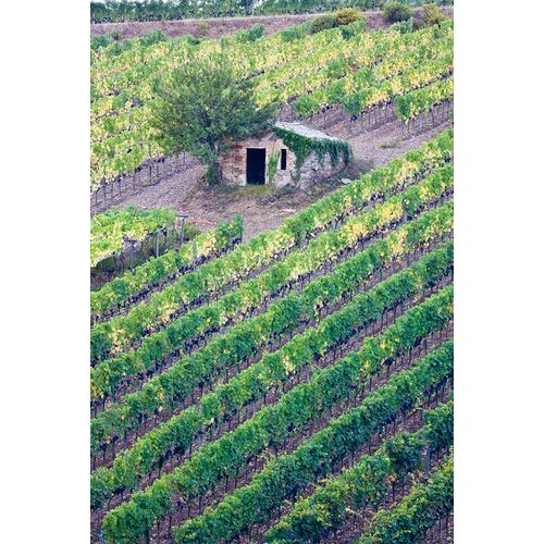 Eggers, Julie 아티스트의 Italy-Tuscany Vineyard with grapes on the vine and small shed in the field작품입니다.